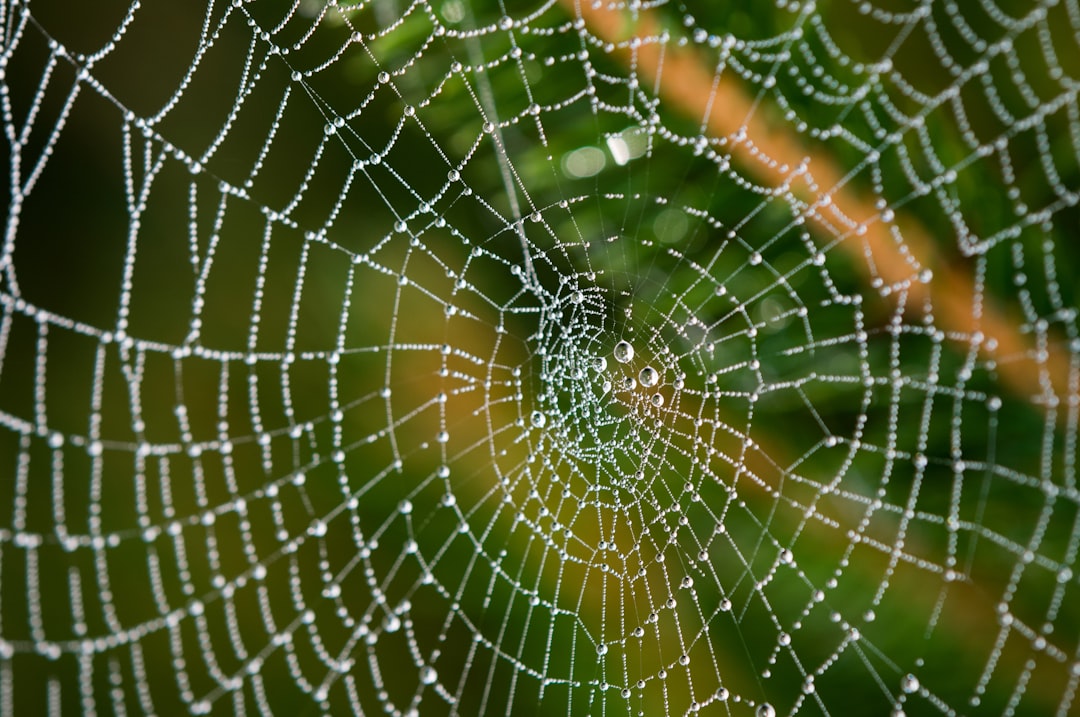 Photo Spider web