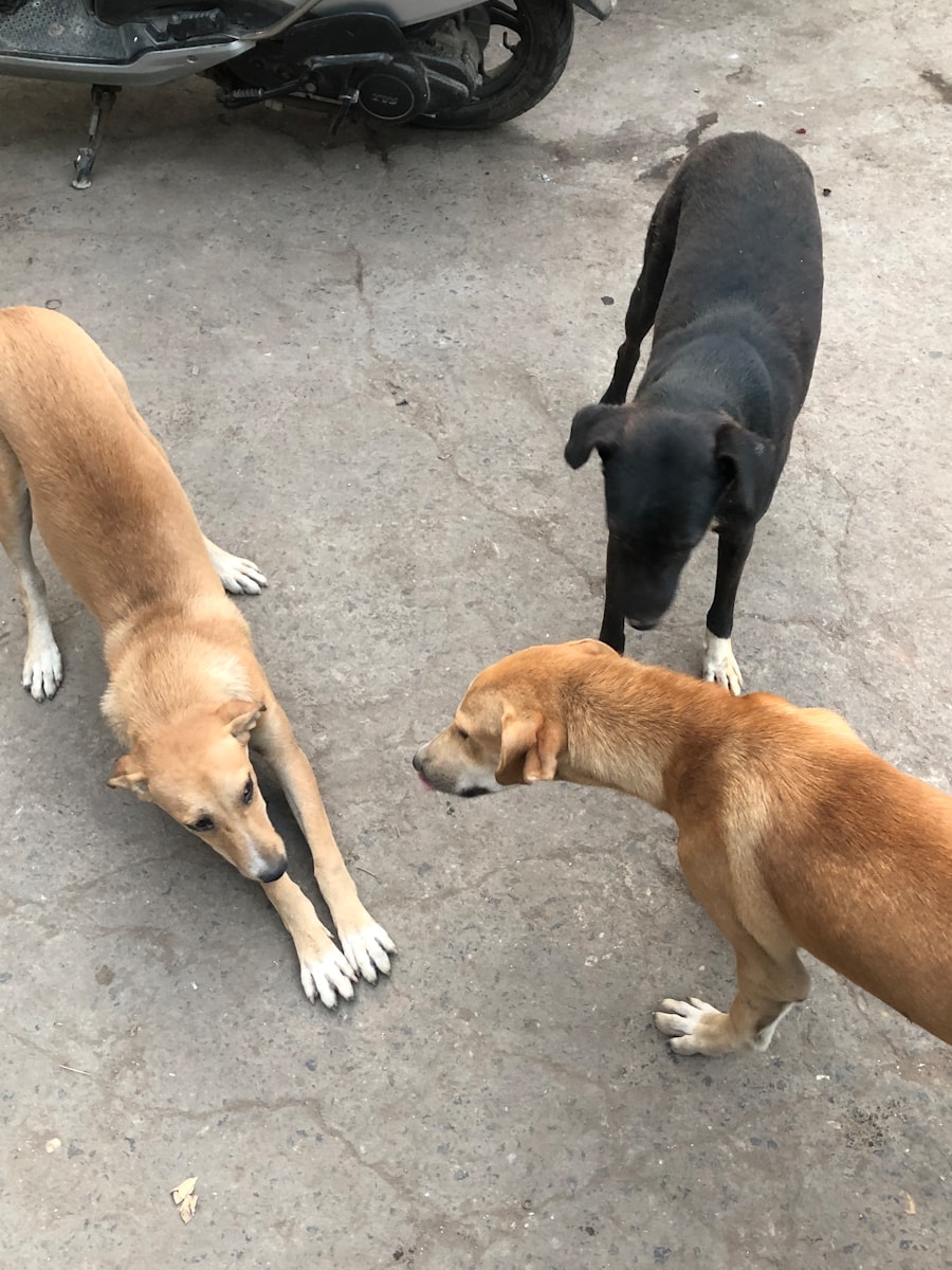 Unraveling the Meaning of Dreaming About Dogs